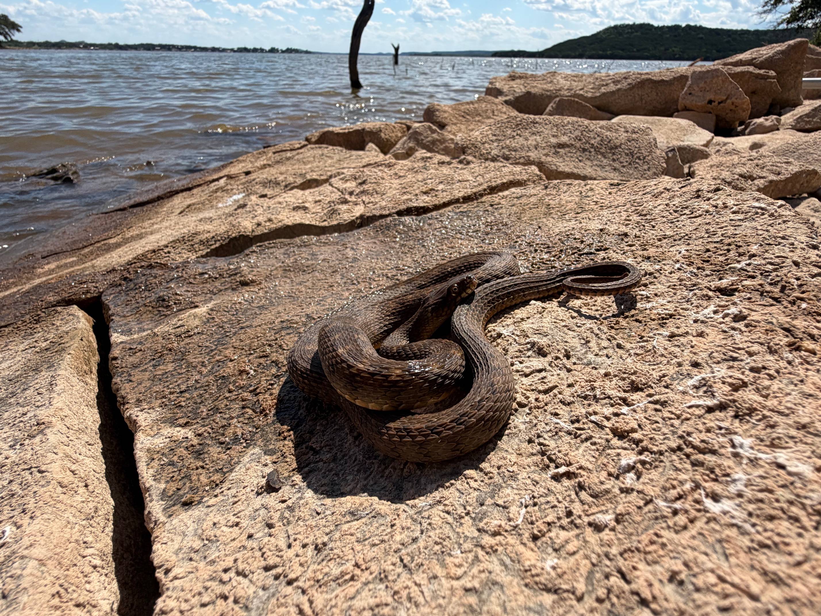 brazos water snake on rock near river