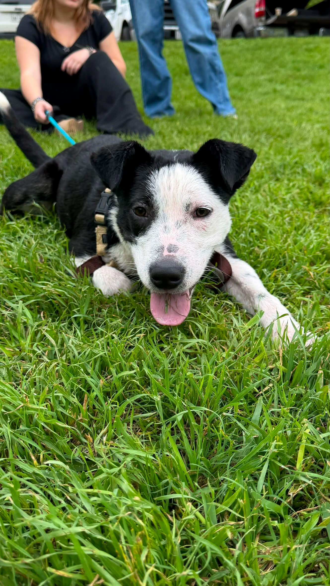 small black and white dog laying in grass
