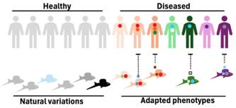 Conceptual diagram for an NIH-funded project led by Dr. Yuan Lu and Dr. Manfred Schartl, using Xiphophorus fish models to investigate the genetic basis of cancer, neurodegenerative, metabolic, and developmental diseases and their relevance to human health.