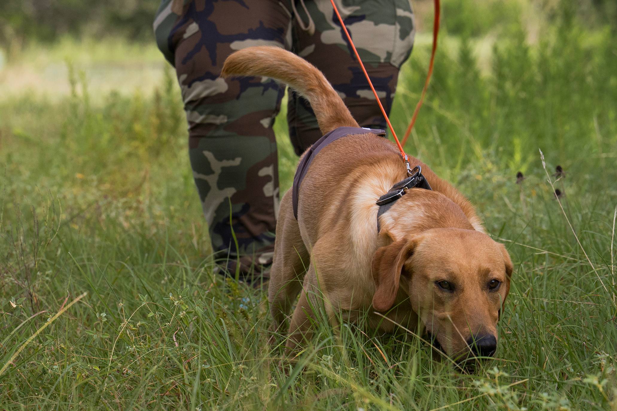 A handler guides a search-and-rescue dog on a long leash through tall grass during outdoor training.