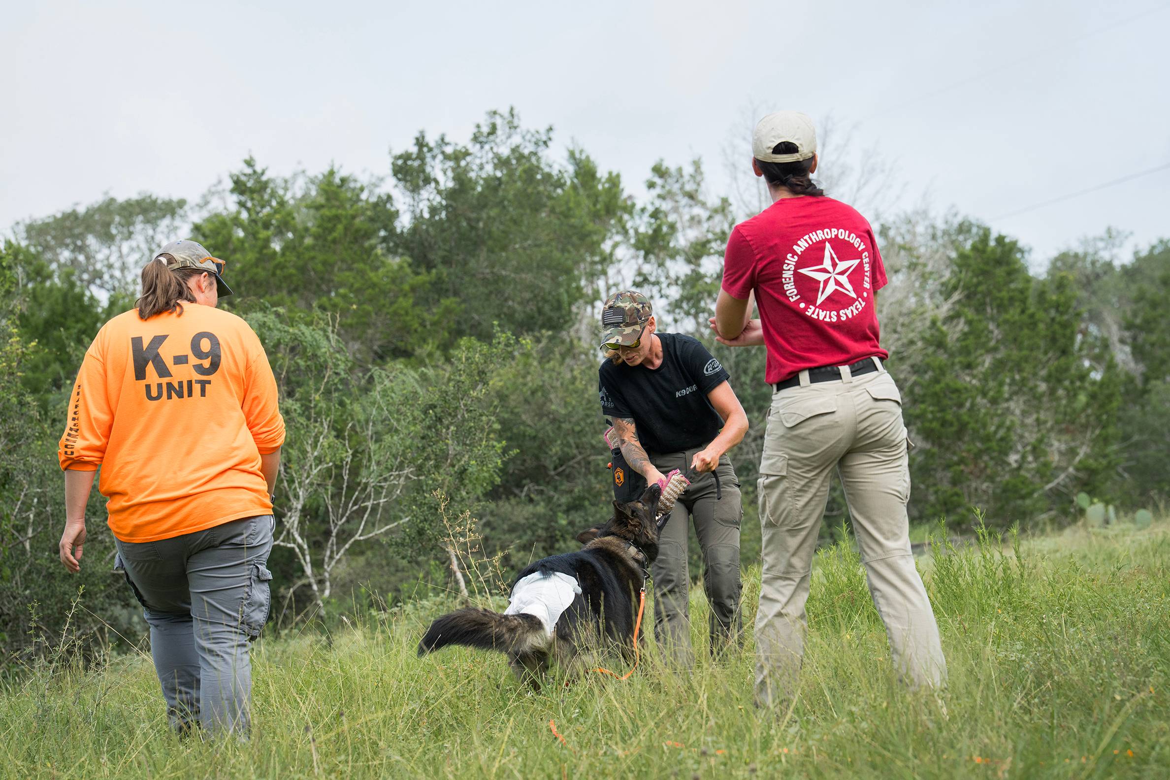 Three handlers work with a German Shepherd during outdoor search-and-rescue dog training.