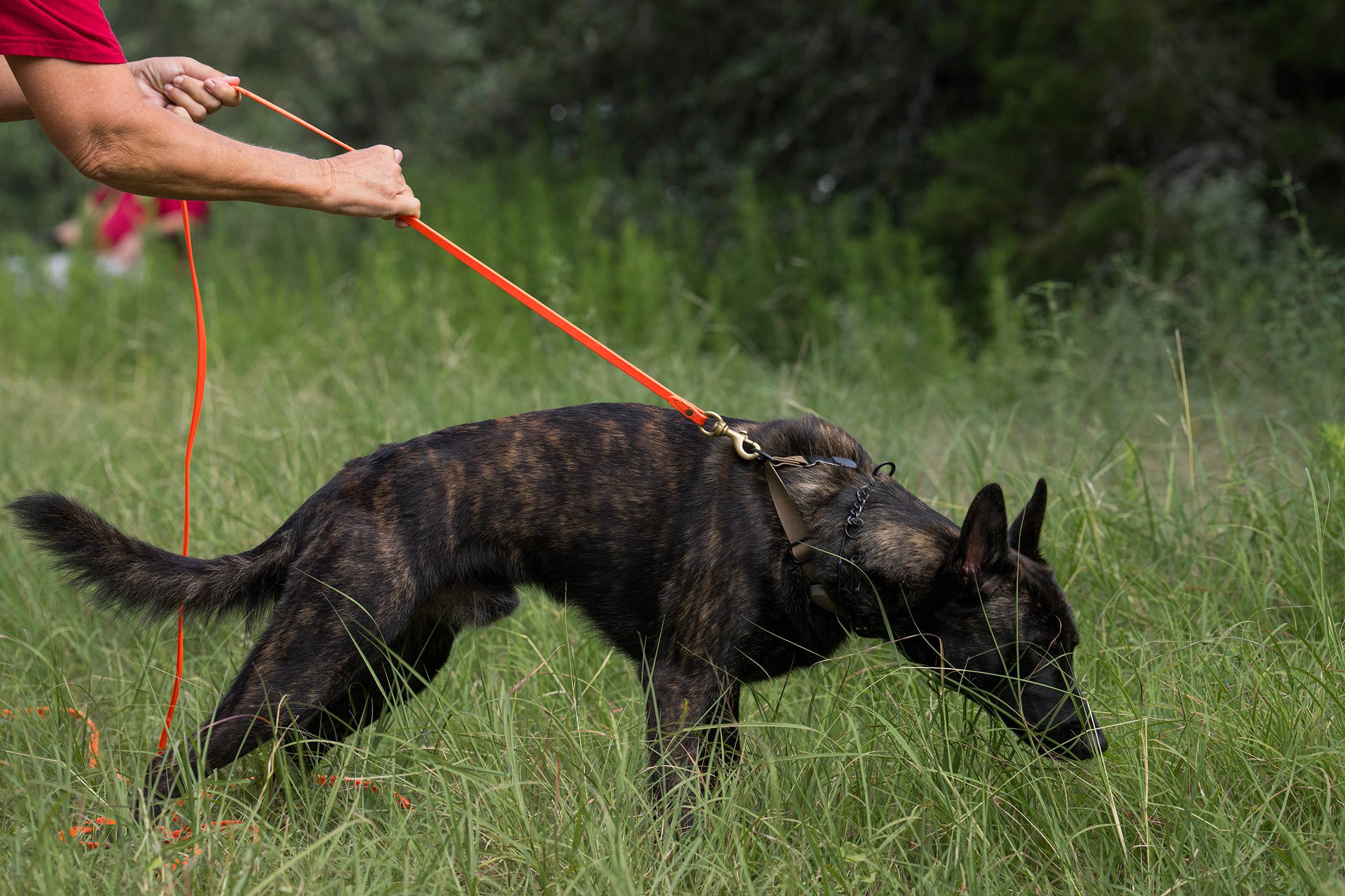 A German Shepherd-Malinois mix follows a scent through tall grass while on a long leash during search-and-rescue training.