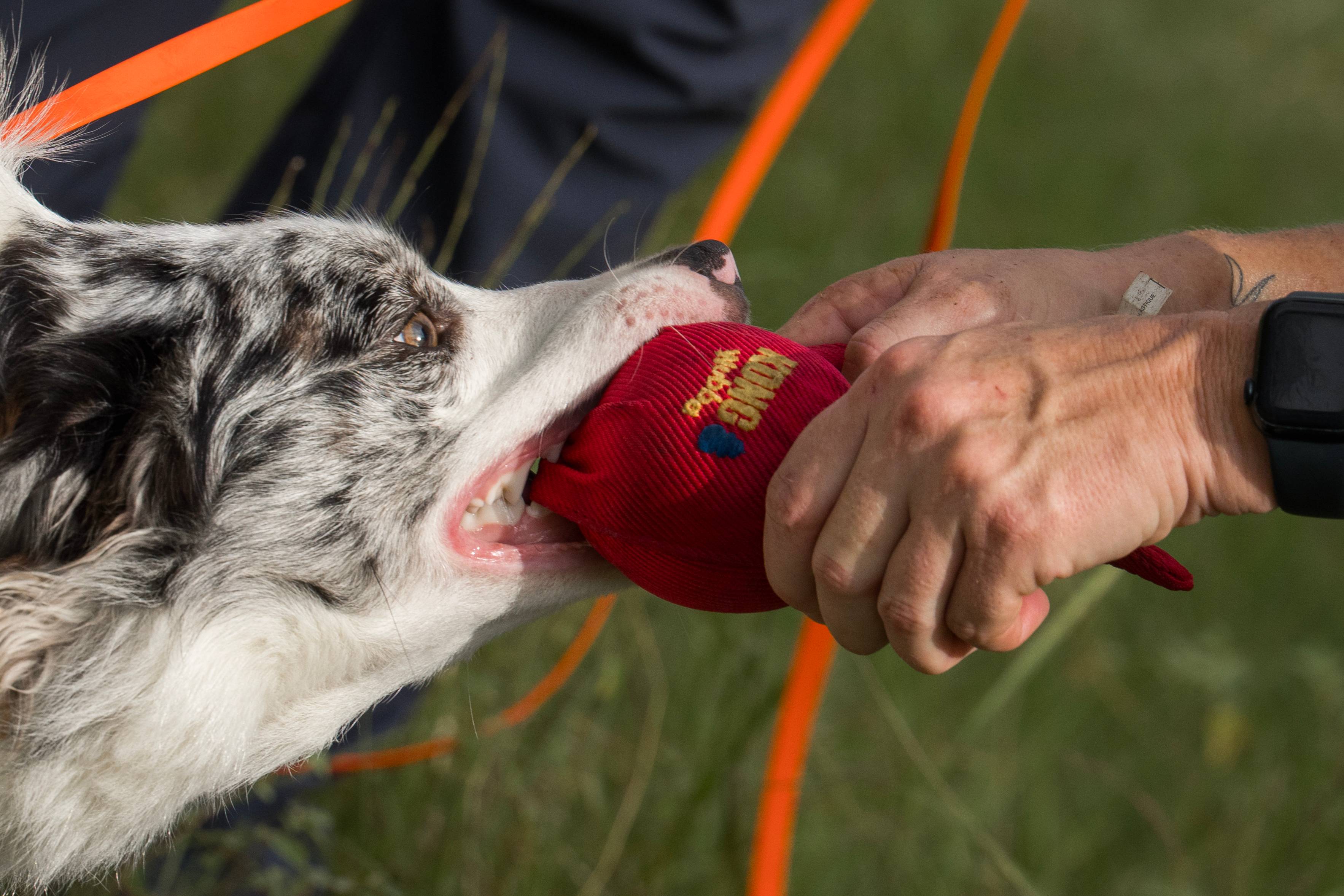 A search-and-rescue dog plays tug with a red toy held by its handler during outdoor training.