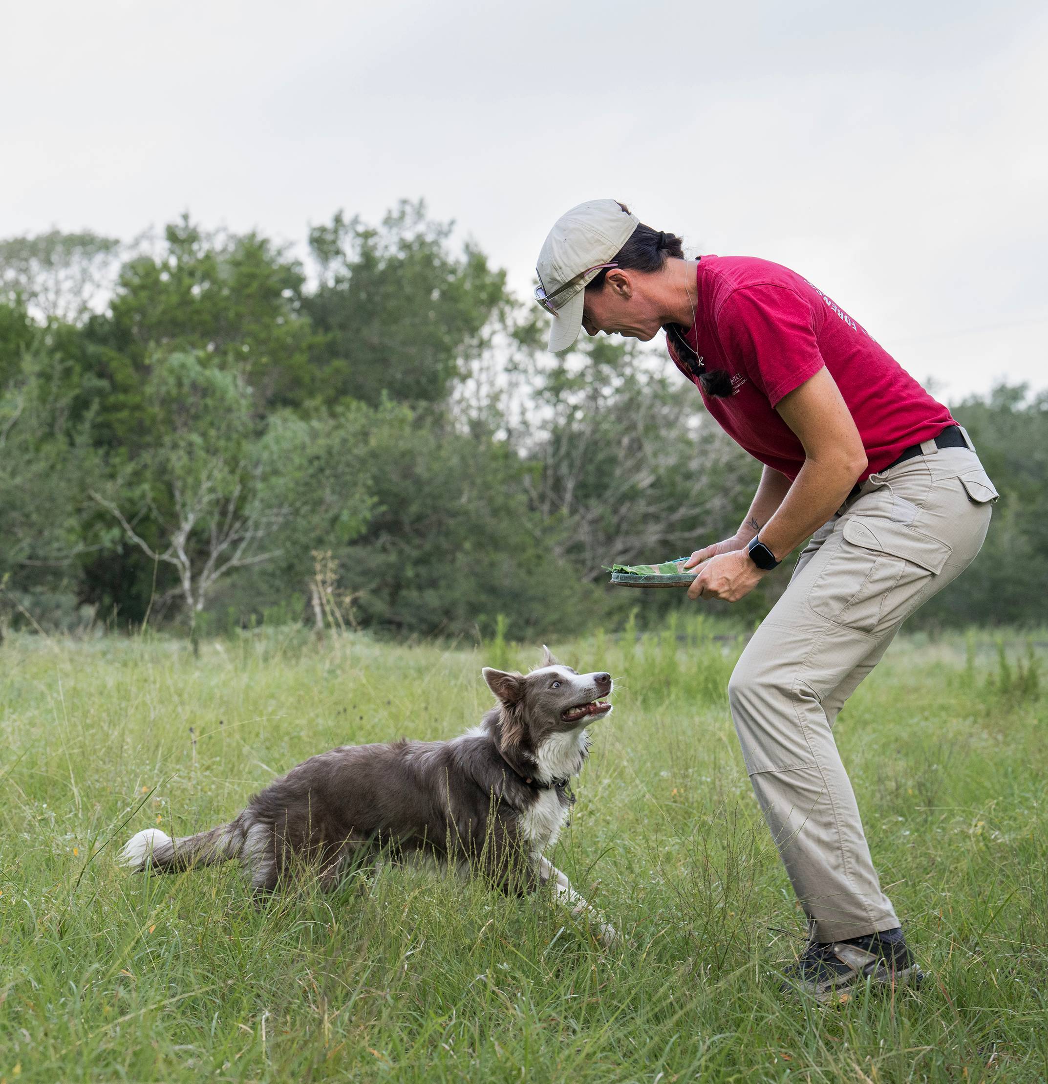A handler rewards a search-and-rescue dog during outdoor training in a grassy field.