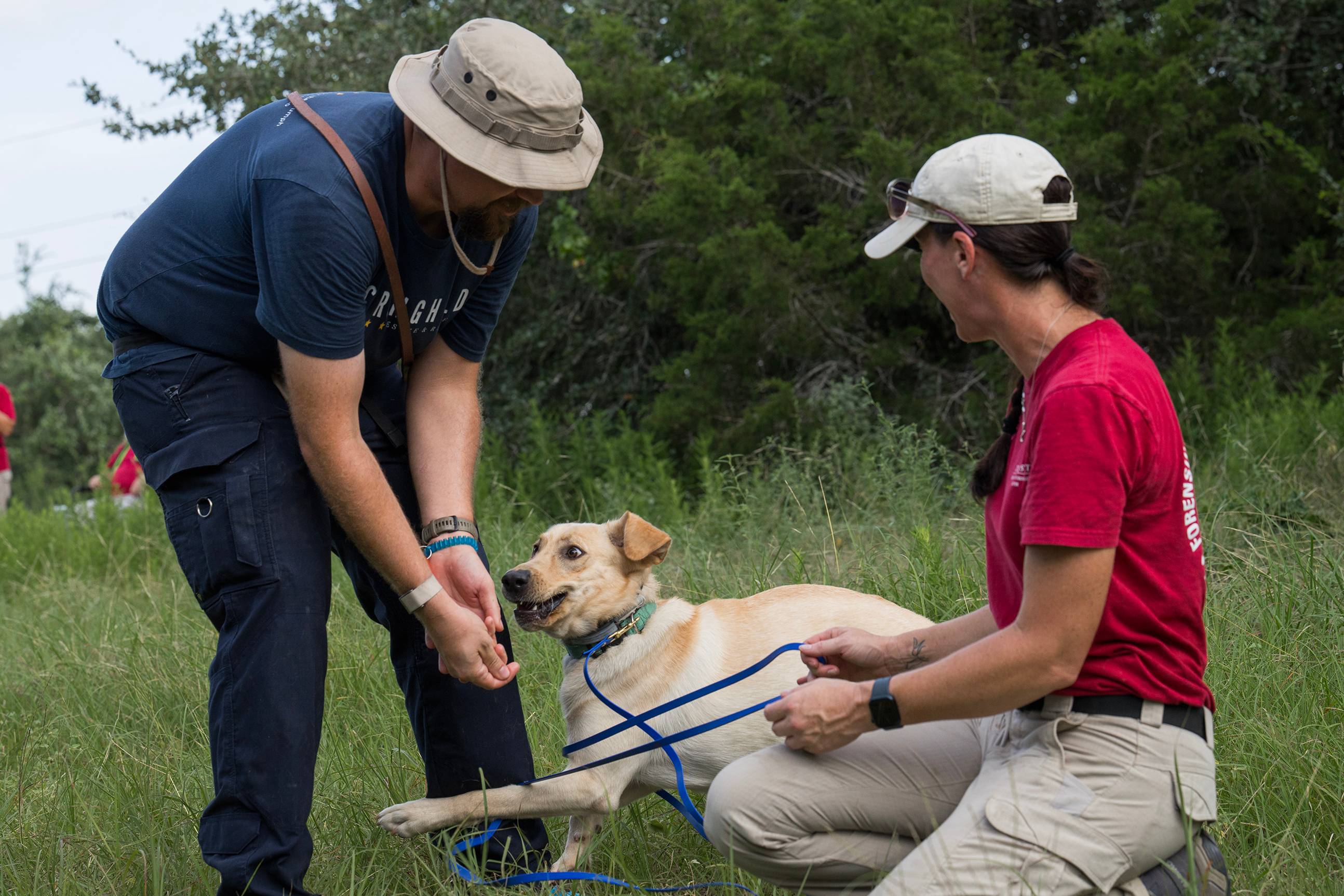 yellow lab gets excited with two handlers during search-and-rescue training