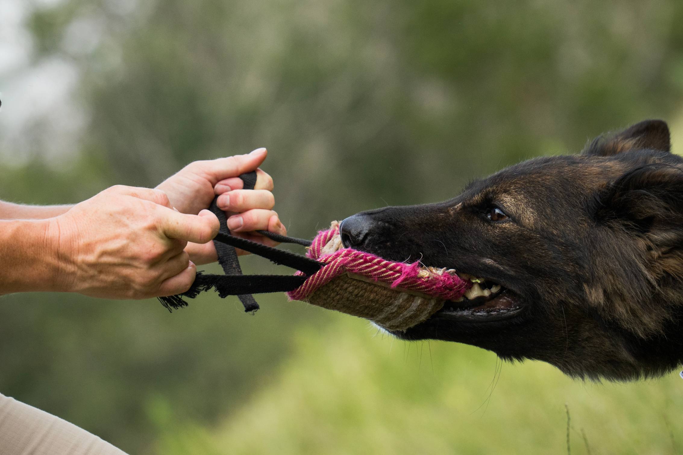 close up of black dog biting pink toy person is holding onto with both hands