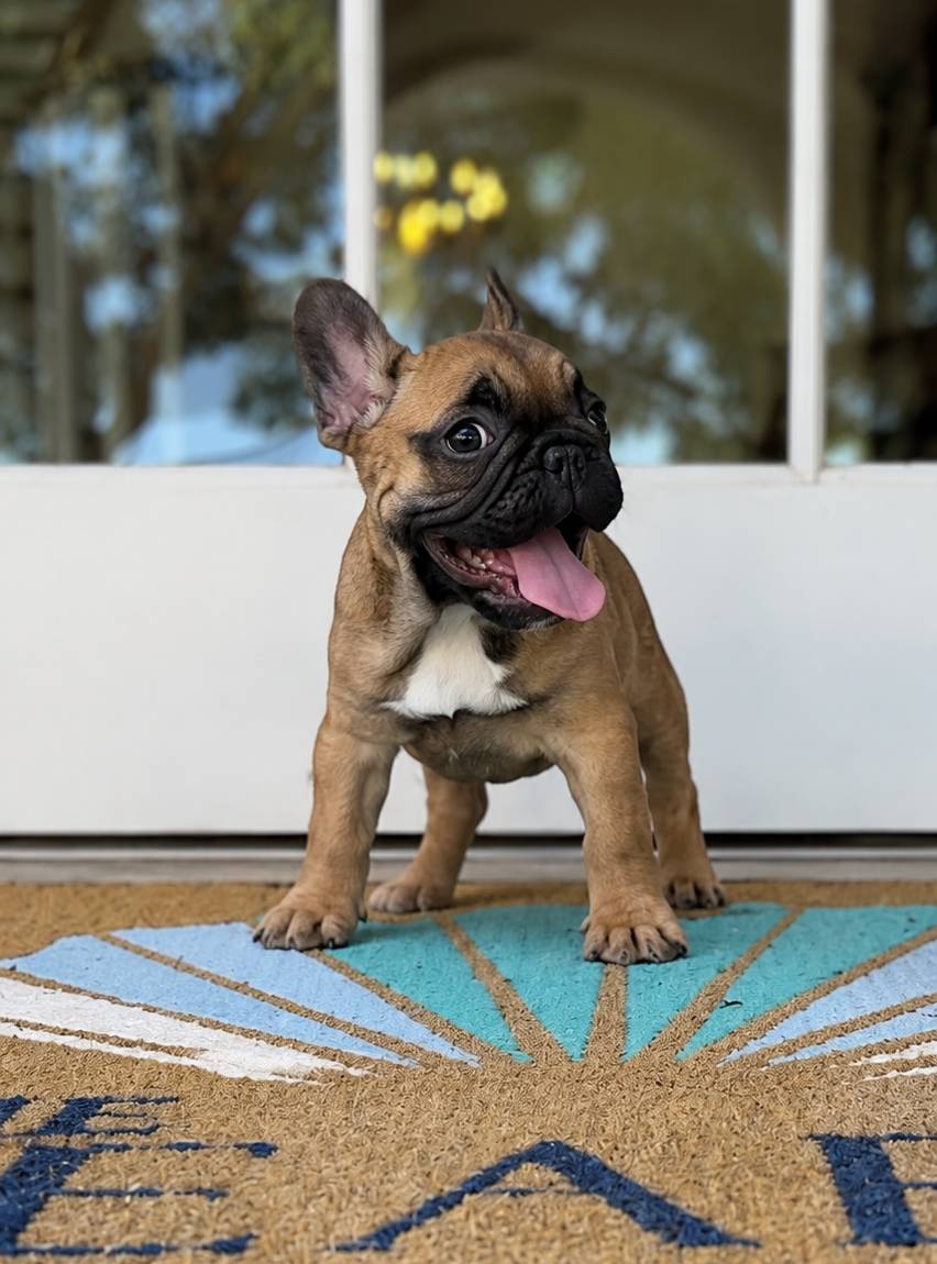 small french bulldog standing on jute doormat