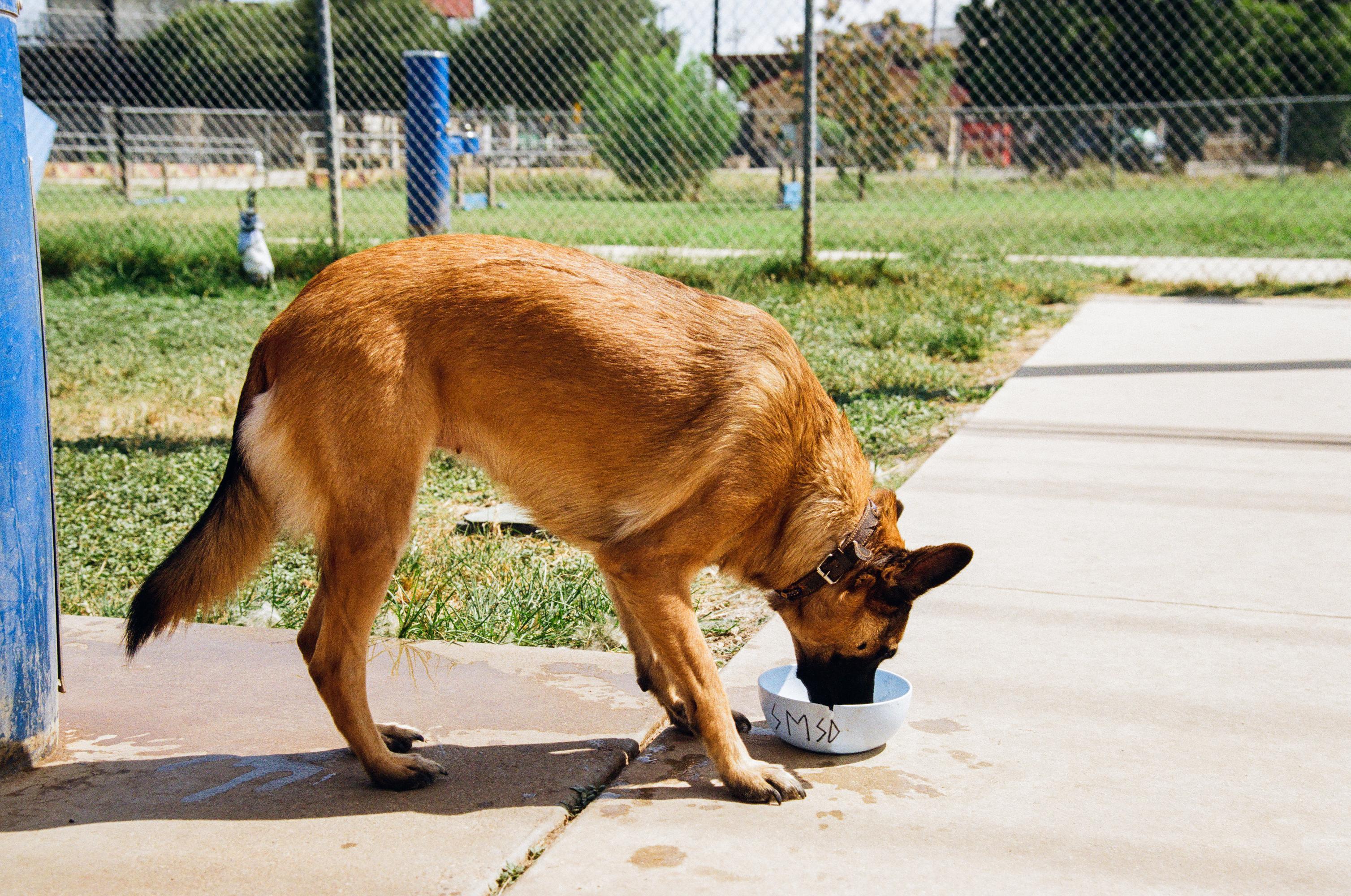 Brown german shepherd dog drinks water out of a white dog bowl