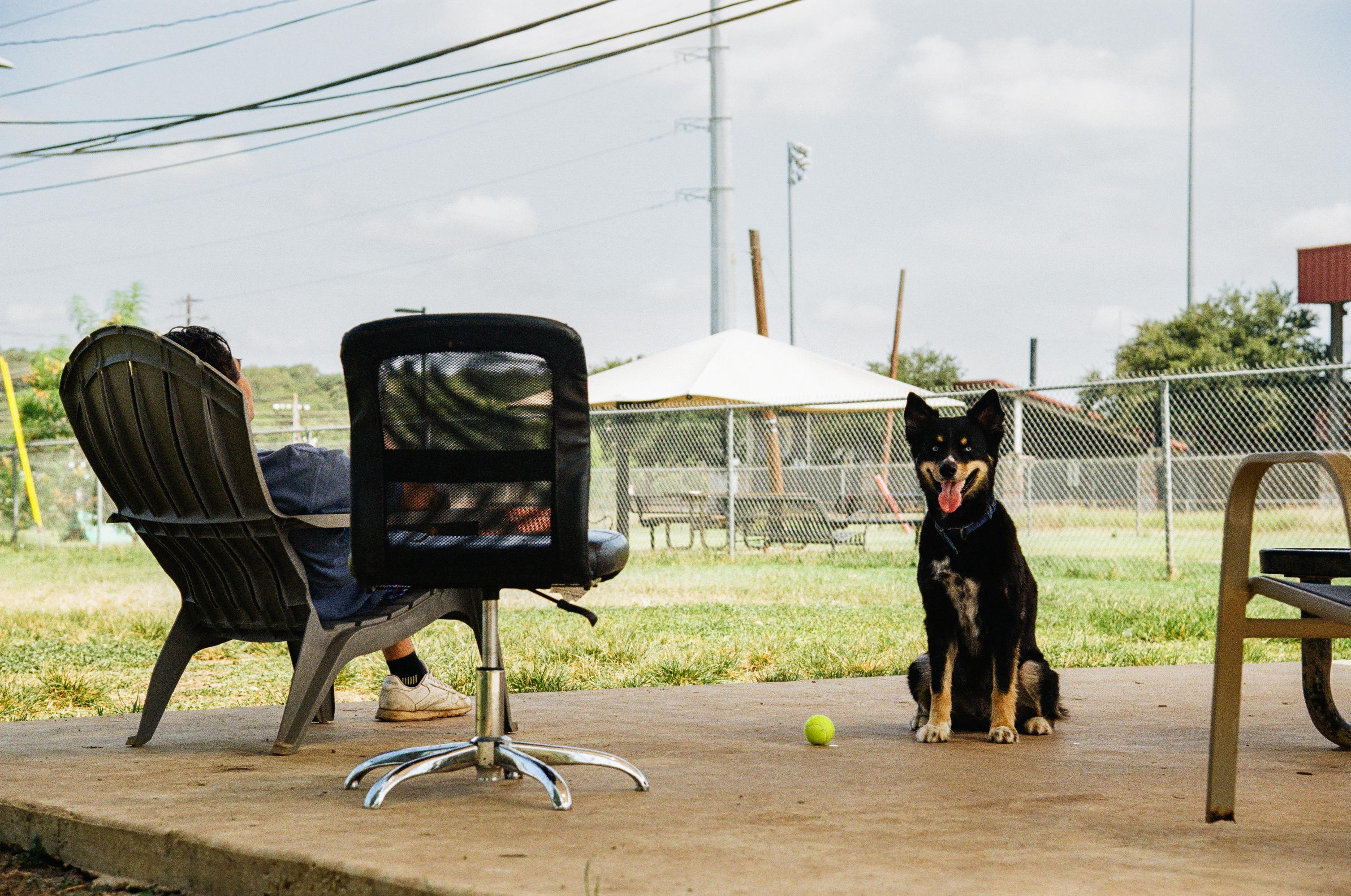 small brown and black dog sits on a deck. a woman in a chair is sitting off to the right of the dog
