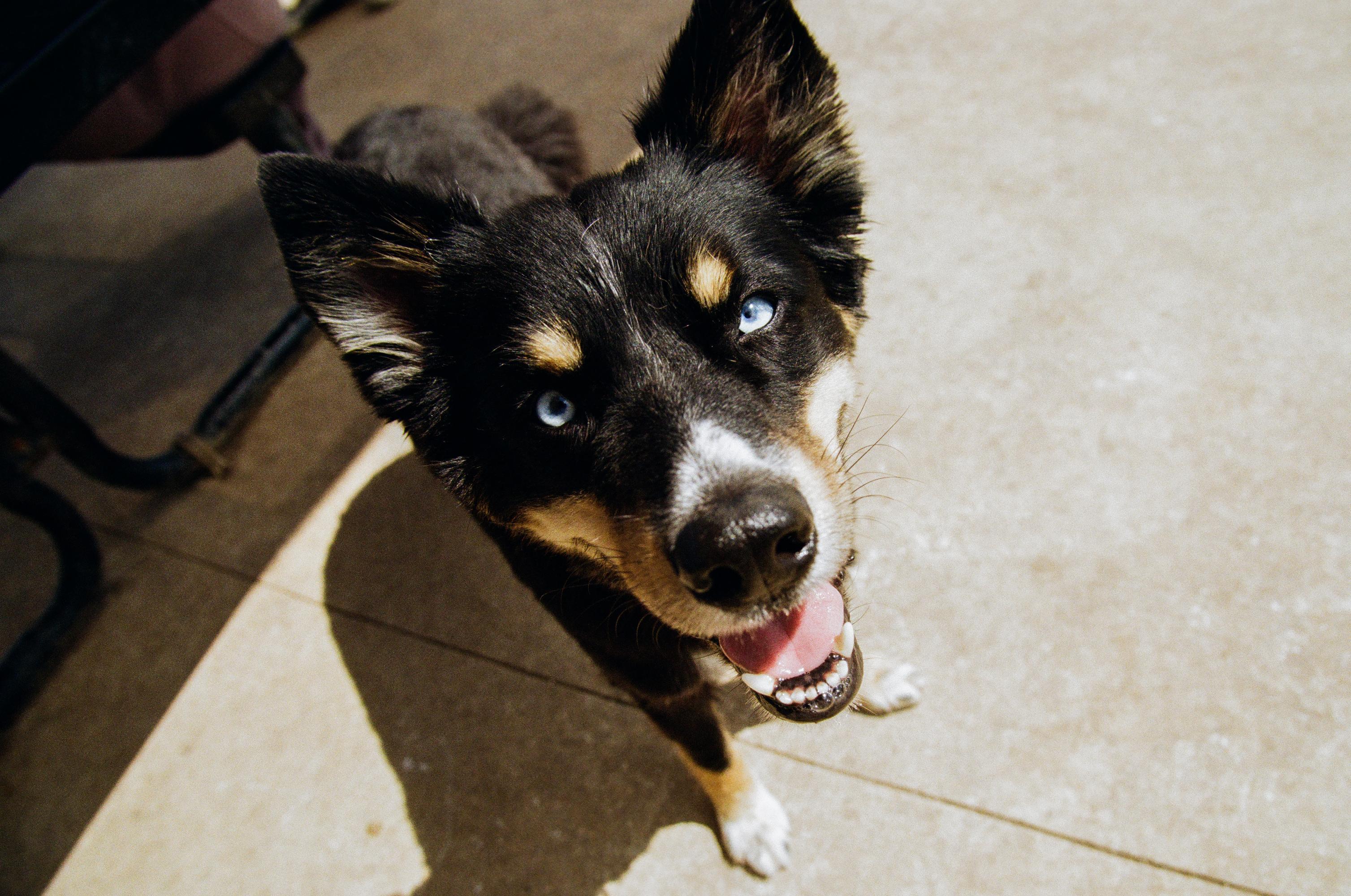 close up of black and brown dog's face