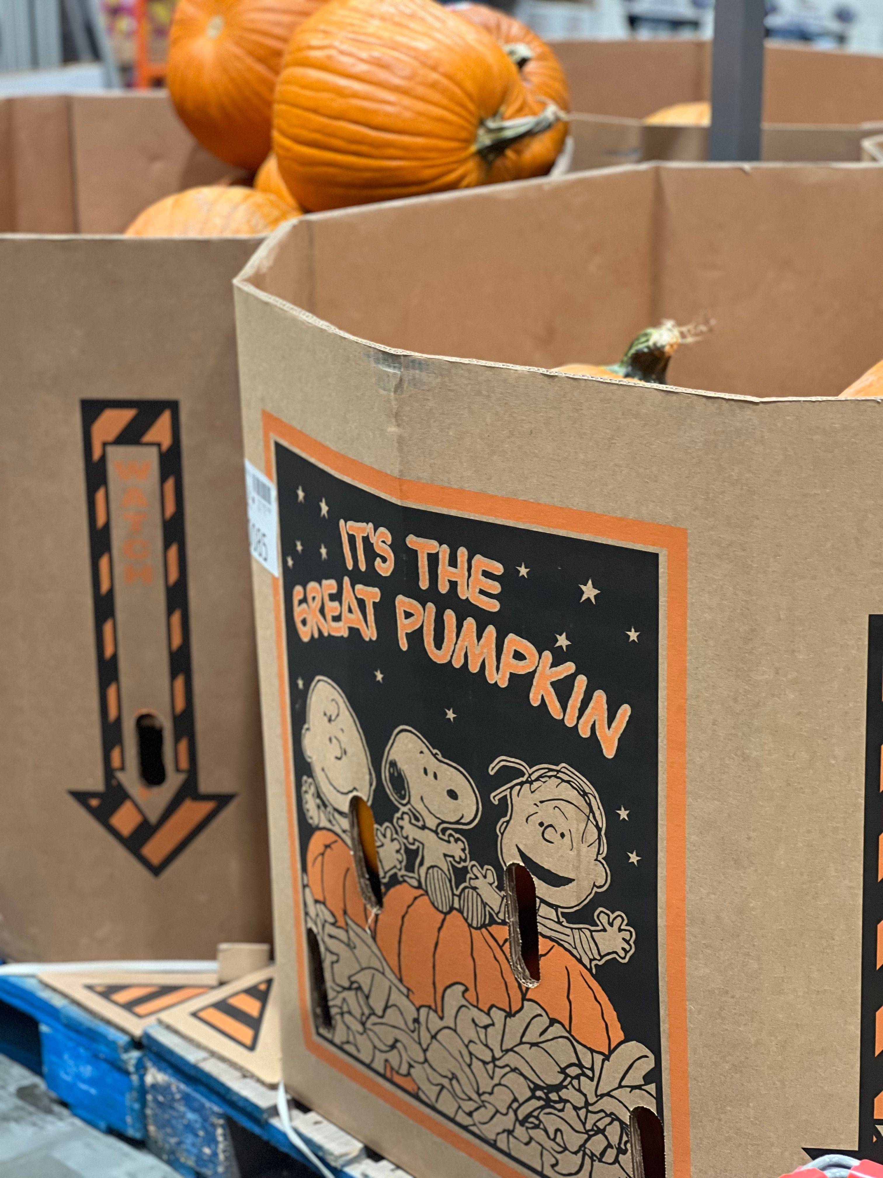 Display of pumpkins in cardboard bins at a retail store, featuring festive “It’s the Great Pumpkin” Peanuts artwork. The image represents seasonal retail merchandising, franchise operations, brand recognition, and business ownership opportunities, highlighting how franchising supports established business models and customer engagement.
