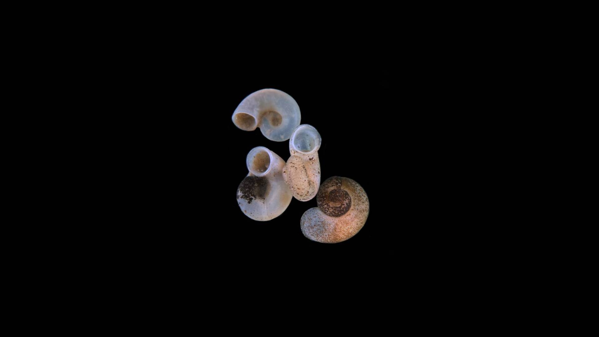 Groundwater-obligate snail species.