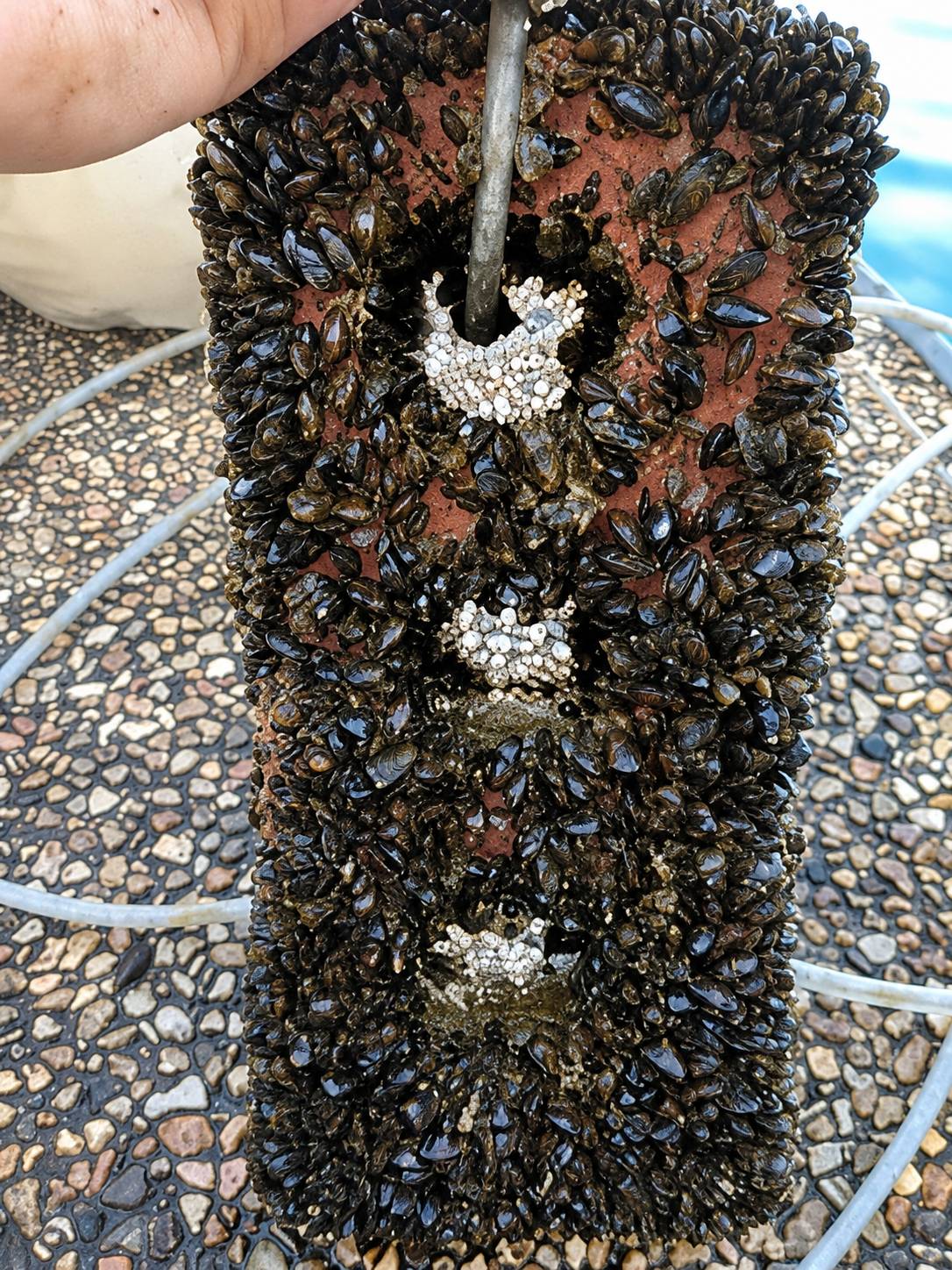 Dark zebra mussels densely covering a rectangular object.