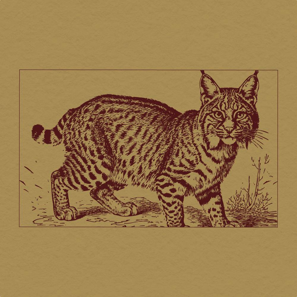Maroon and gold illustration of a bobcat