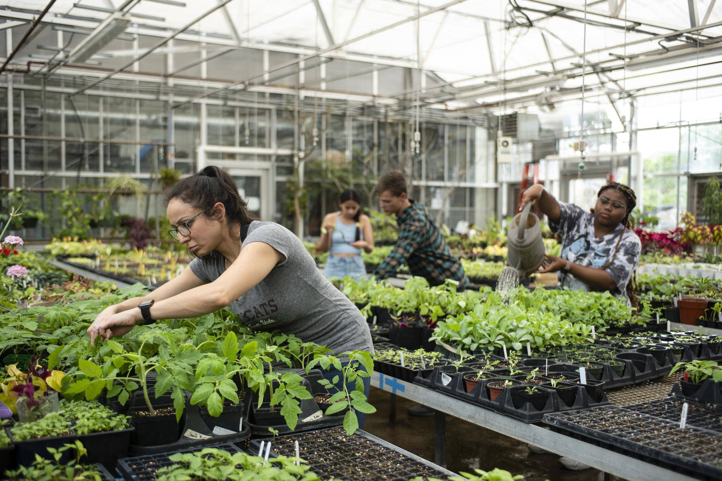 students tending to agricultural crops in greenhouse