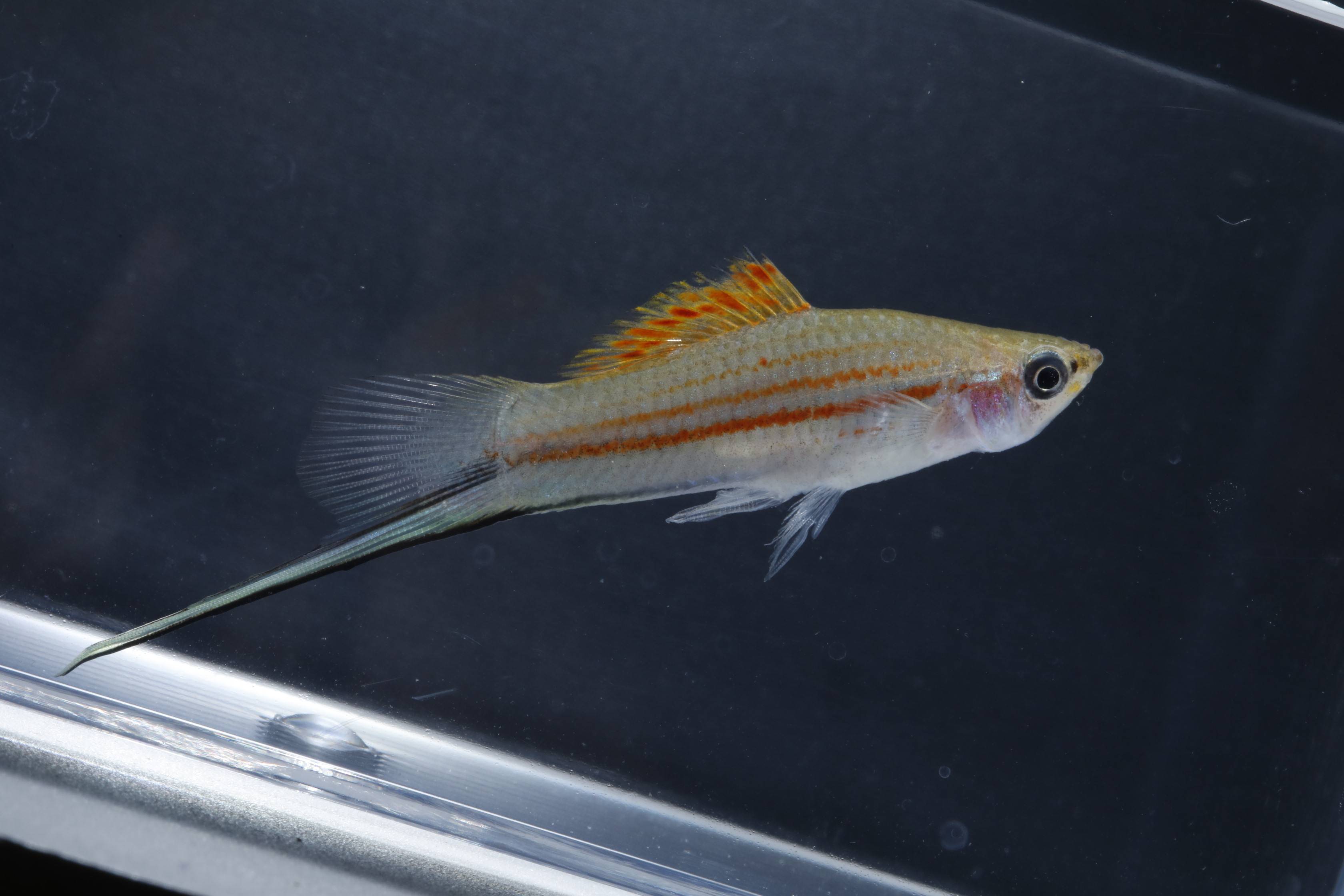 Xiphophorus fish