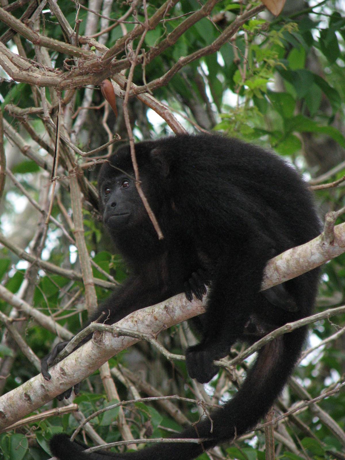 Primatology in Belize Field School