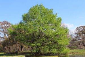 Motezuma Cypress