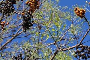 Western Soapberry
