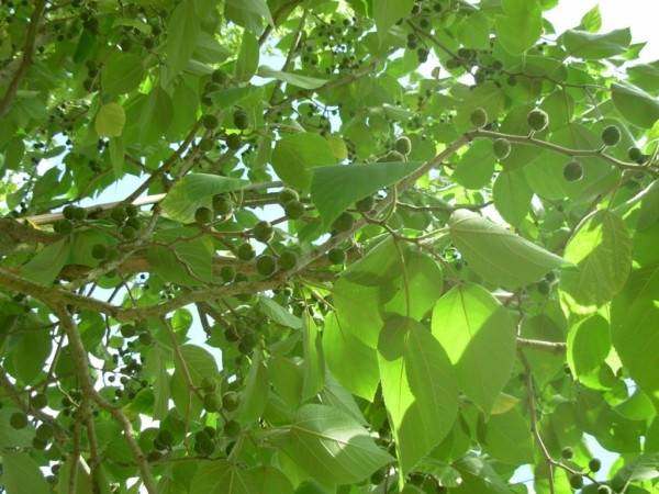 Paper Mulberry