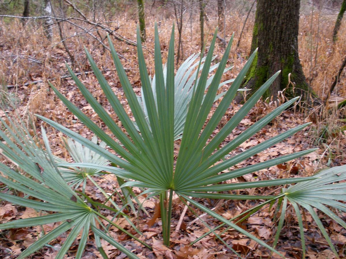 Dwarf Palmetto Palm